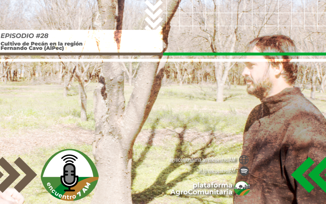 Cultivo de Pecán en la región
