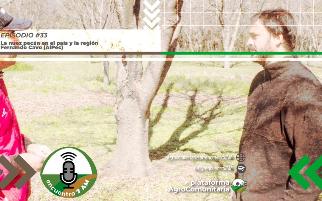 El cultivo de nuez pecán en Argentina