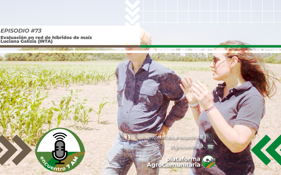 Evaluación en red del maíz en el norte de Buenos Aires