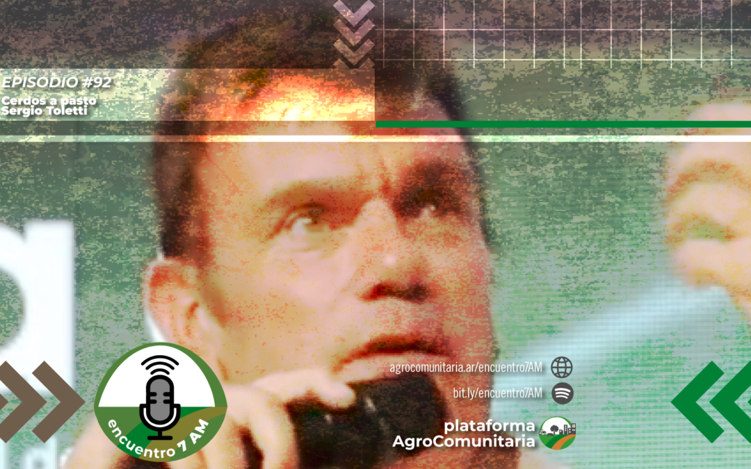 Cerdos a pasto